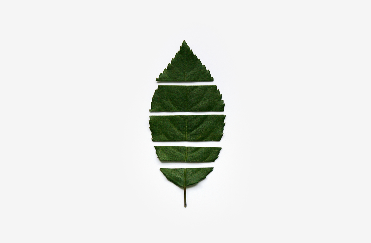 leaf