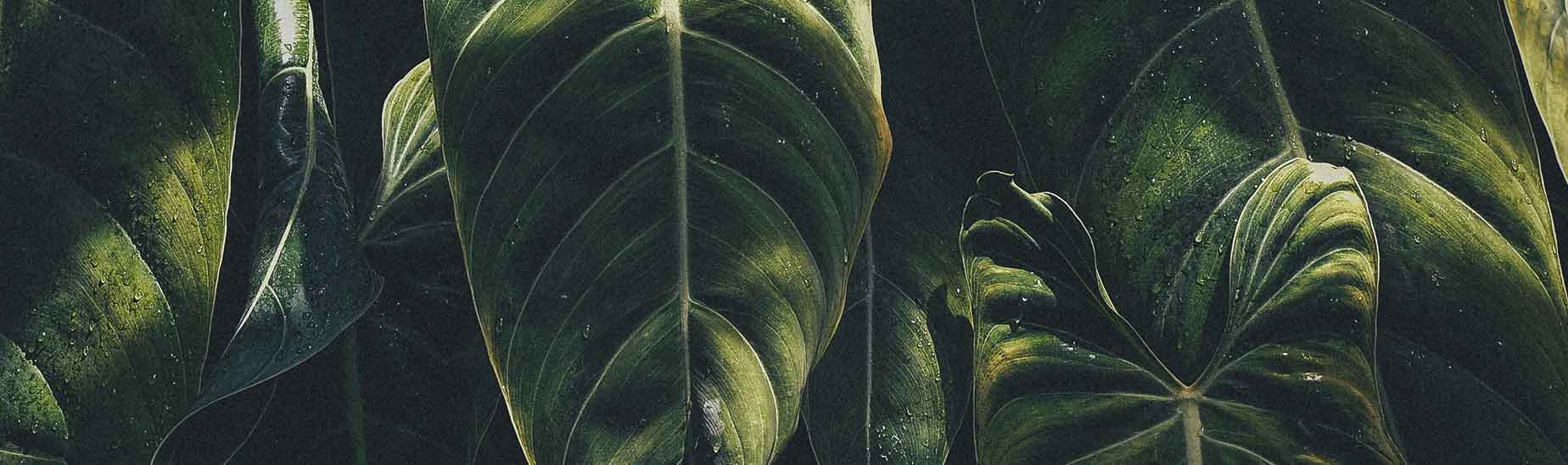 media, social, marketing, puttin, media, social, marketing, brands